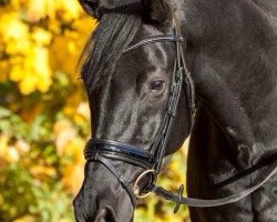 dressage horse His Highlight 3 (Hanoverian, 2004, from His Highness)