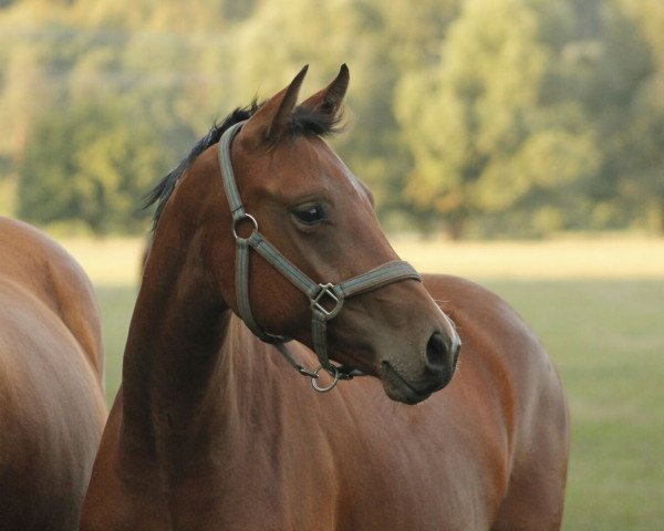 broodmare Calimera* C.G. (Hanoverian, 2014, from Comte)