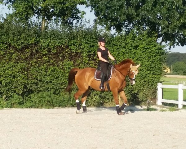 dressage horse Barroso (German Sport Horse, 2010, from Belissimo NRW)