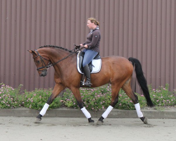 dressage horse Cashmir 20 (Holsteiner, 2005, from Corrado I)