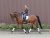 dressage horse Cashmir 20 (Holsteiner, 2005, from Corrado I)