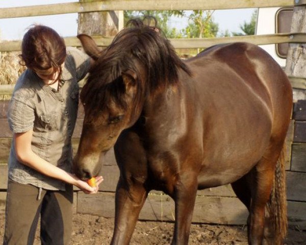 Zuchtstute Tara Yotanka (Connemara-Pony, 2007, von Dreikronen Lucky Star)