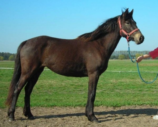 broodmare Tara Tatezi (Connemara Pony, 2006, from Dreikronen Lucky Star)