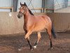 broodmare Little Hope (Oldenburg show jumper, 2012, from Catoki)