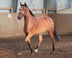 broodmare Little Hope (Oldenburg show jumper, 2012, from Catoki)