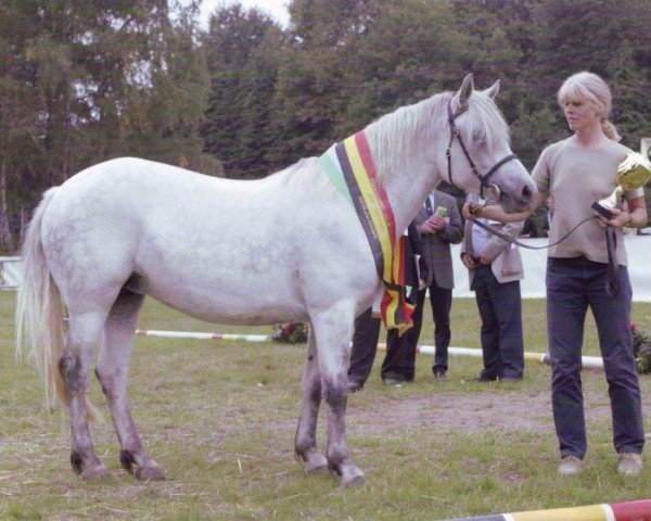 broodmare Cailin of Hazelfield (Connemara Pony, 2004, from Frederiksminde Hazy Match)