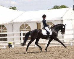 dressage horse Skyrocker 3 (Westphalian, 2013, from Susu's Boy)