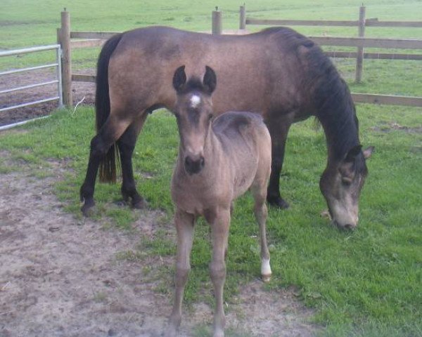 Zuchtstute Viola (Connemara-Pony, 1986, von Bengt)