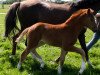 broodmare Dandelia B (German Riding Pony, 2016, from Dating AT NRW)