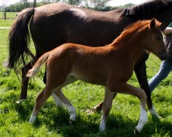 Zuchtstute Dandelia B (Deutsches Reitpony, 2016, von Dating AT NRW)