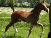 dressage horse Sympatico B (Westphalian, 2016, from Symphonic)