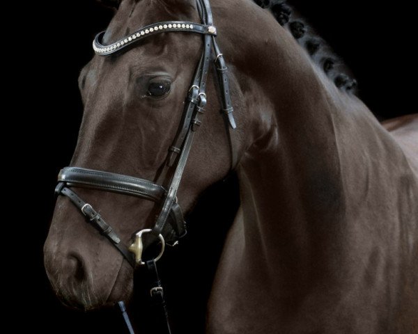 dressage horse G' Dark Pearl (Oldenburg, 2011, from Decamerone 5)