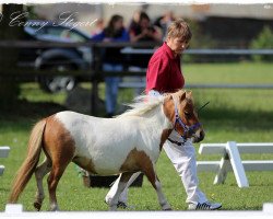 Zuchtstute Honorar von Repgow (Shetland Pony (unter 87 cm), 2013, von Rosso)