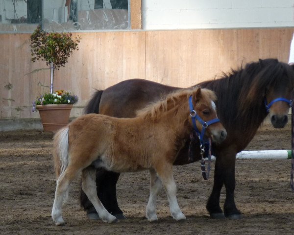 stallion Silikon von Repgow (Dt.Part-bred Shetland pony, 2016, from Sir Paul)