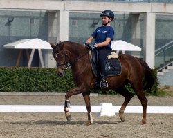 Zuchtstute Rose and Beauty (Deutsches Reitpony, 2006, von Alibi)