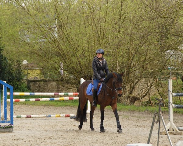 Dressurpferd Afrojack D (Deutsches Reitpony, 2011, von Amarillys Sensation D)