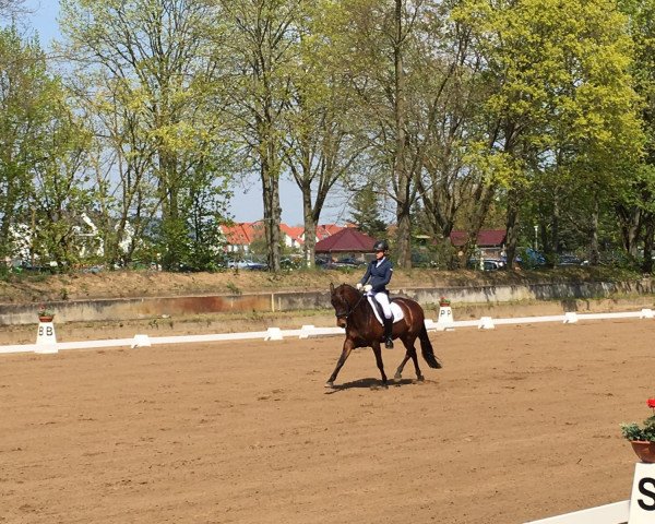 broodmare Letizia D (German Riding Pony, 2007, from Castenrayseweg's Lars)