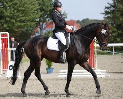 dressage horse Stanley M&S (Oldenburg, 2007, from Sandreo)