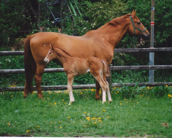 broodmare Allerbeste (Hanoverian, 1983, from Akzent I)