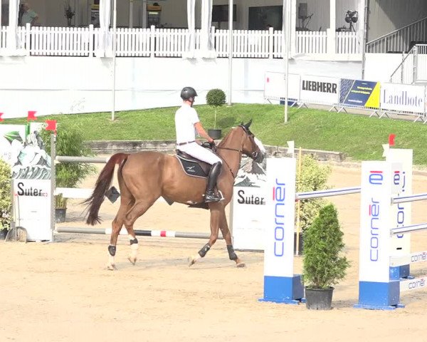 Reitturnier Humlikon 2019