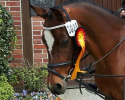 broodmare Bibi Blocksberg J (German Riding Pony, 2005, from Bavarottie)