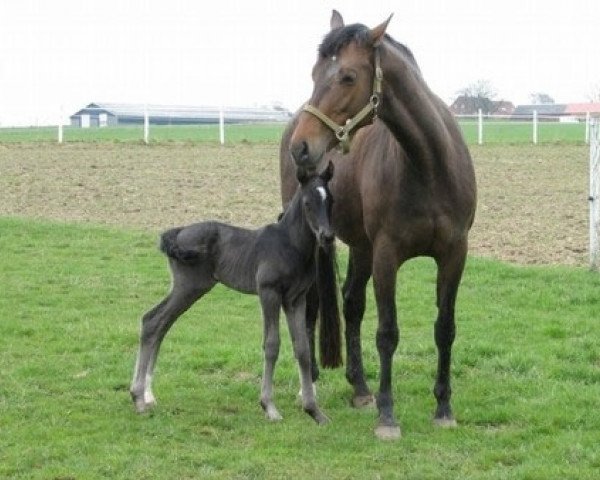 Zuchtstute Day by Day (Dänisches Warmblut,  , von Leflaro)