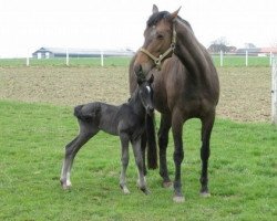 Zuchtstute Day by Day (Dänisches Warmblut,  , von Leflaro)