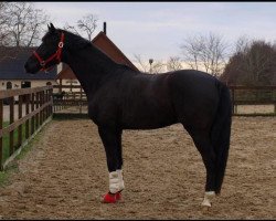 dressage horse Krones Artax (Danish Warmblood, 2006, from de Noir 3)