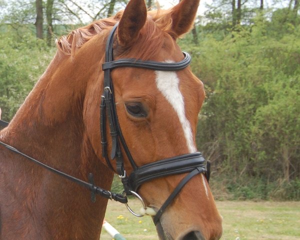 dressage horse Dancer (Hanoverian, 2008, from Don Henrico)