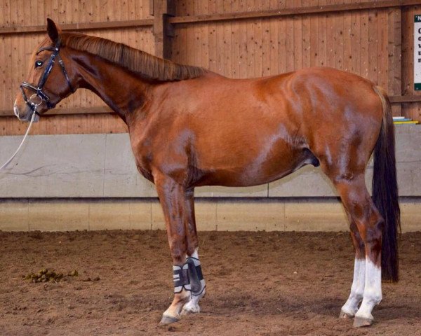 dressage horse London Dream R (Westphalian, 2012, from Londontower)