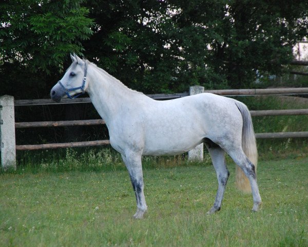 broodmare Beauty Lady (KWPN (Royal Dutch Sporthorse), 2006, from Clinton)