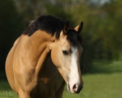 Dressurpferd Crown Coconut Cream (Deutsches Reitpony, 2012, von Casino Royale K WE)