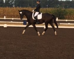 dressage horse Rubinho 17 (Hanoverian, 2010, from Royal Classic I)