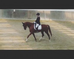 dressage horse Lianka van de Kantweg (Belgian Warmblood, 2011, from Don Matcho)