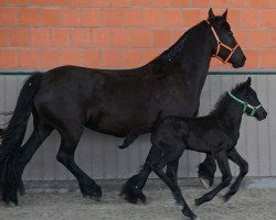 broodmare Hanna Hilda (Friese, 2002, from Pike)