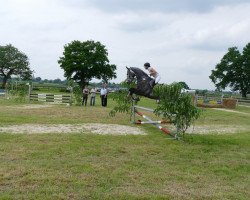 Springpferd Cargary Z (Zangersheide Reitpferd,  )