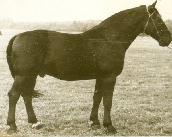 stallion Sēlis (Latvian Warmblood, 1953, from Spekonis)