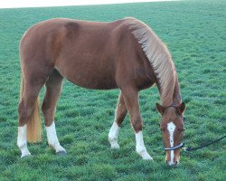 Springpferd Fightina la fidéle (Deutsches Sportpferd, 2011, von Dornado)