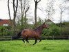 dressage horse Ascatania (Westphalian, 2009, from Amantino)