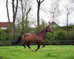 dressage horse Ascatania (Westphalian, 2009, from Amantino)