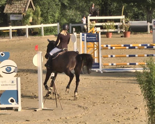 Reitturnier Hauerz 2019