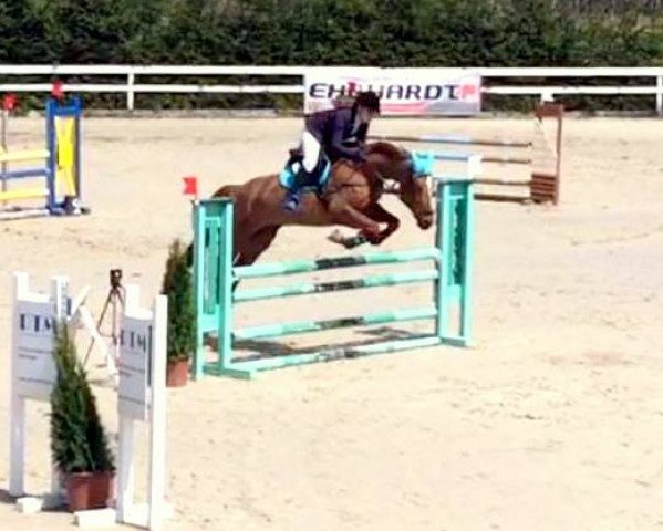 jumper Nellema (German Sport Horse, 2007, from Nikidam du Chateau)
