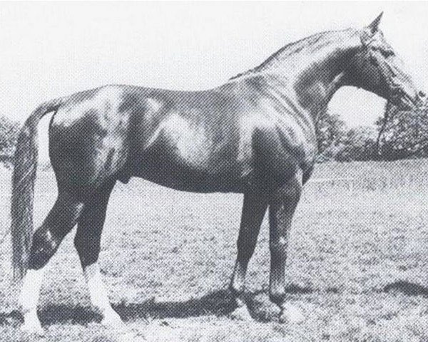 stallion Waldeck (Oldenburg, 1984, from Watzmann)