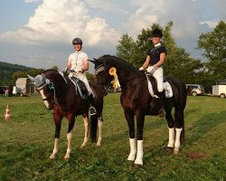 dressage horse Märchenglanz Rw (Württemberger, 2006, from Münchhausen)