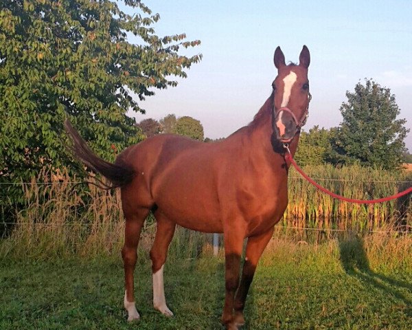 broodmare Dalina (Hanoverian, 2003, from Harmony's Baroncelli)