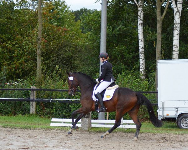 horse Fairytale 96 (Westphalian, 2012, from Floribot)