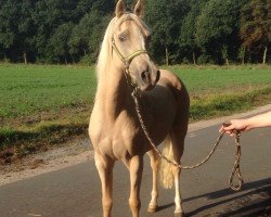 Zuchtstute Golden Honey (Deutsches Reitpony, 2007, von FS Golden Highlight)