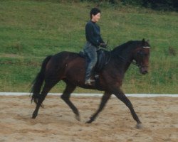 broodmare Nifty Lady (Austrian Warmblood, 1995, from Reef of Gold XX)