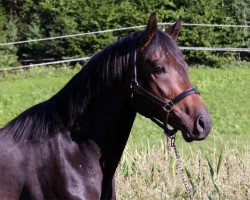 dressage horse Fifty Billions (Austrian Warmblood, 2012, from Franziskus FRH)