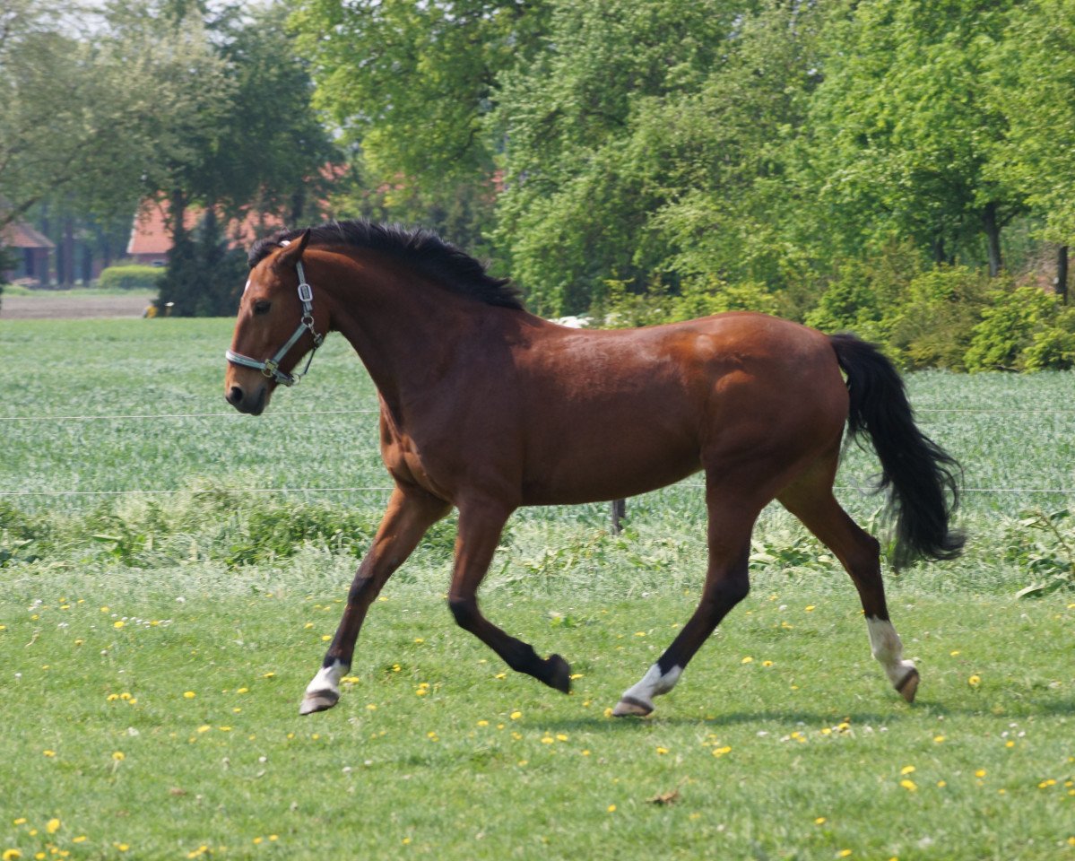 Zuchtstute Alina (Amy) (Westfale, 2004, von Alboretto)